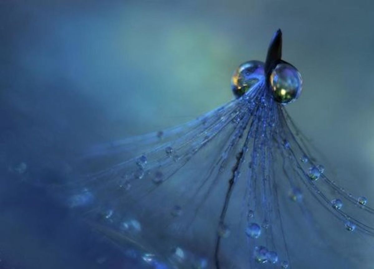 Dancing Into The Blue Night. (Digital Print)
Size: 32 X 24
Artist: Heidi West